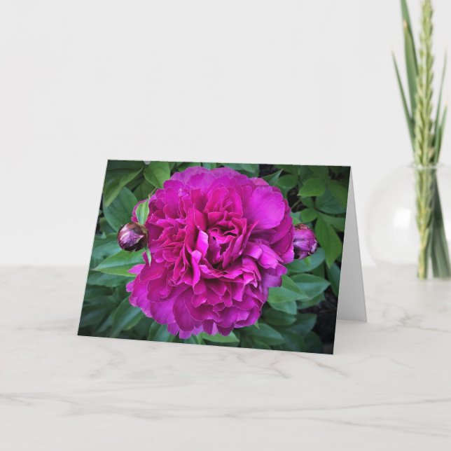 Peony-kort Kort (Framsida)