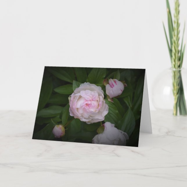 Peony-kort Kort (Framsida)