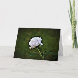 Peony-kort Kort
