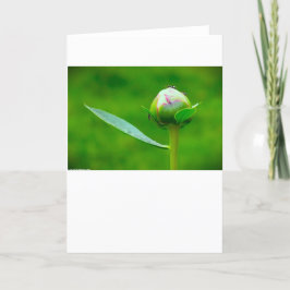 Peony-kort Kort