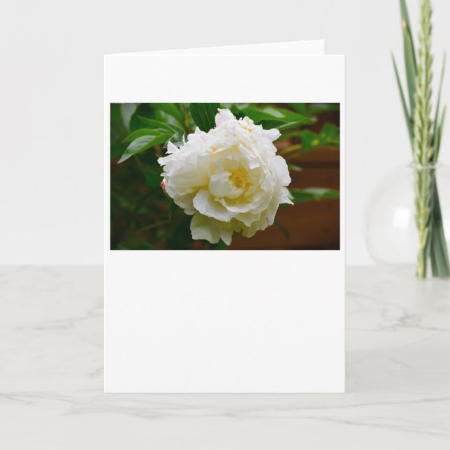 Peony-kort Kort (Framsida)