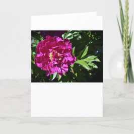 Peony-kort Kort