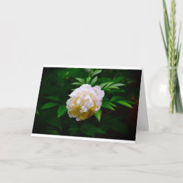 Peony-kort Kort
