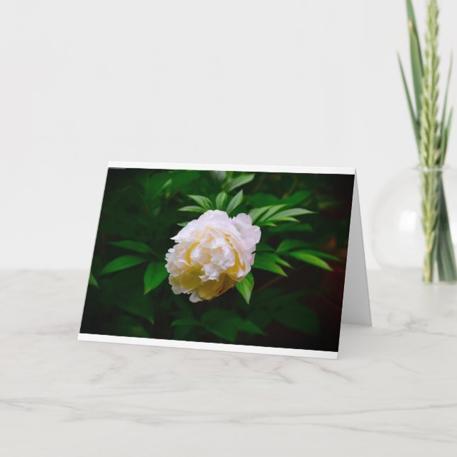 Peony-kort Kort (Framsida)