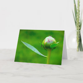 Peony-kort Kort
