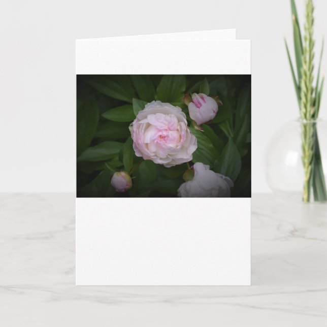 Peony-kort Kort (Framsida)