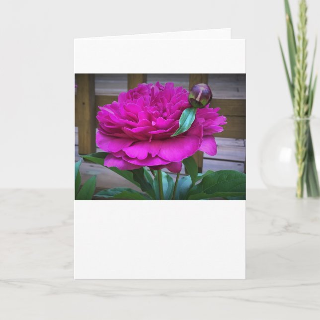 Peony-kort Kort (Framsida)