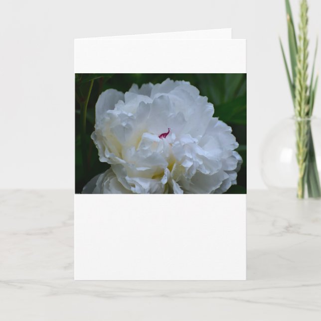Peony-kort Kort (Framsida)