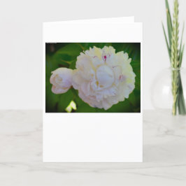 Peony-kort Kort