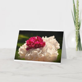 Peony-kort Kort
