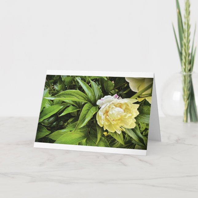 Peony-kort Kort (Framsida)