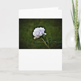 Peony-kort Kort
