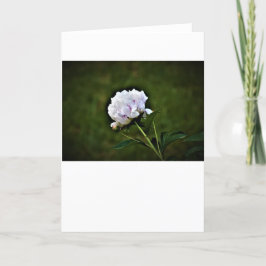 Peony-kort Kort