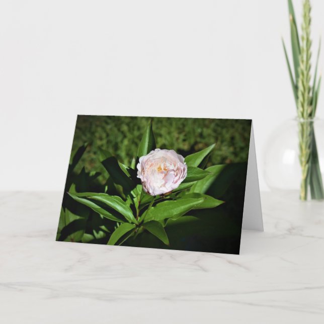 Peony-kort Kort (Framsida)