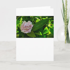 Peony-kort Kort