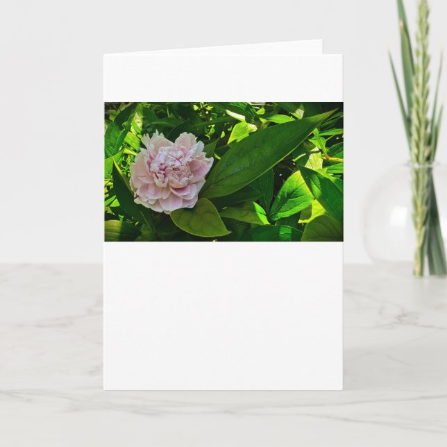 Peony-kort Kort (Framsida)