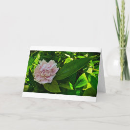 Peony-kort Kort