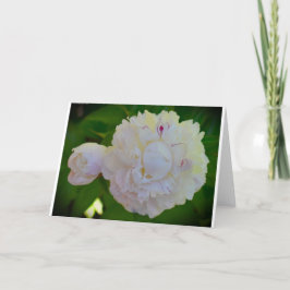 Peony-kort Kort