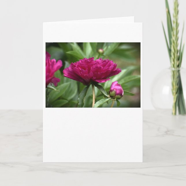 Peony-kort Kort (Framsida)