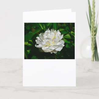Peony-kort Kort