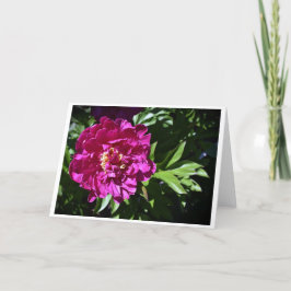 Peony-kort Kort
