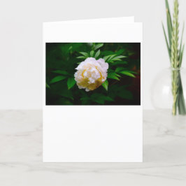 Peony-kort Kort