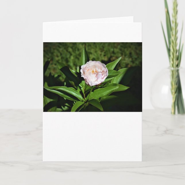 Peony-kort Kort (Framsida)