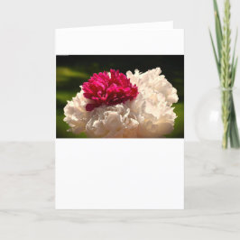 Peony-kort Kort