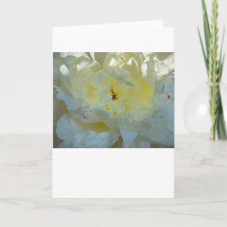 Peony-kort Kort