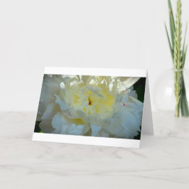 Peony-kort Kort