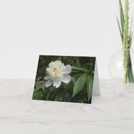 Peony-kort (Paeonia) Helgkort