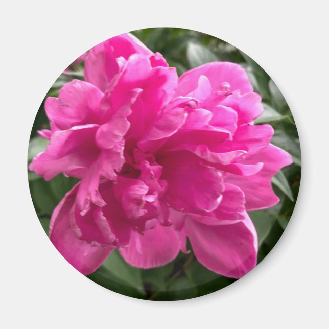 Peony Magnet (Framsidan)