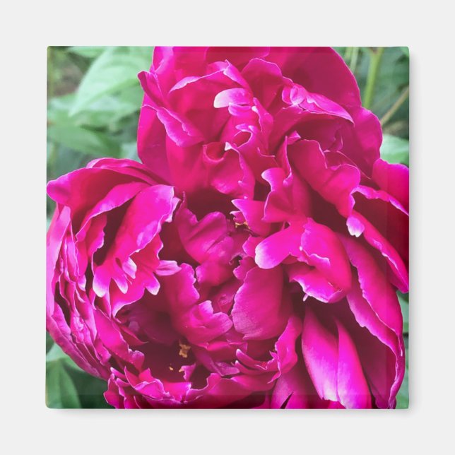 Peony Magnet (Framsidan)