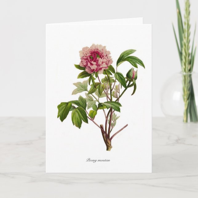 Peony moutan kort (Framsida)