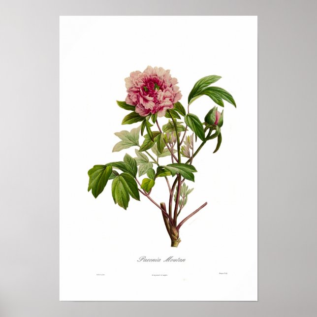 Peony moutan poster (Framsidan)