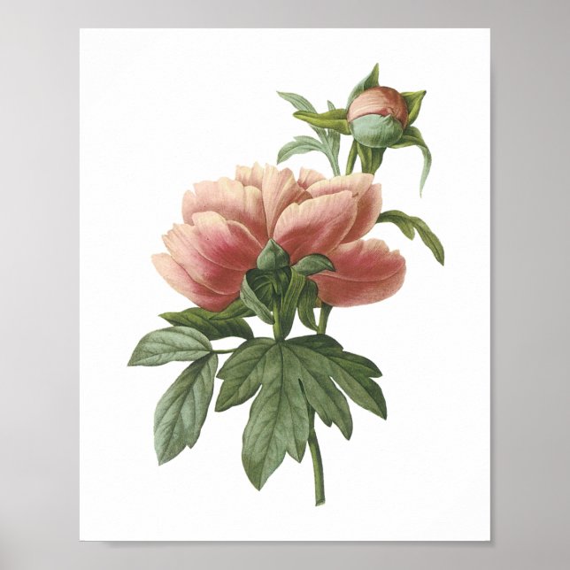 peony (Paeonia sp.) av Redouté Poster (Framsidan)