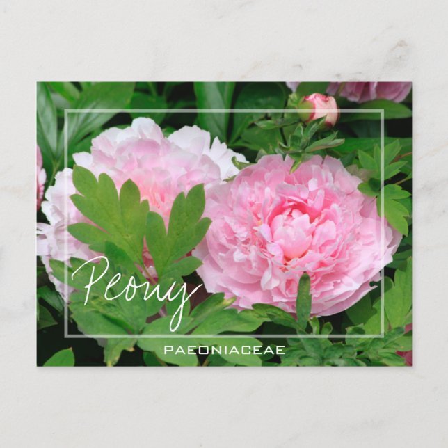 Peony | Paeony | Paeonia (Paeoniaceae) Vykort (Framsida)
