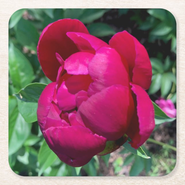 Peony Papper Drink Underlägg Kvadrat (Framsidan)