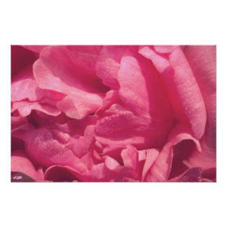 Peony Petals Foto EnUtvidgning