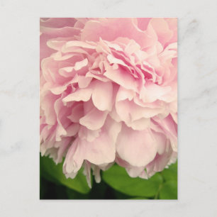 Peony Petals Vykort