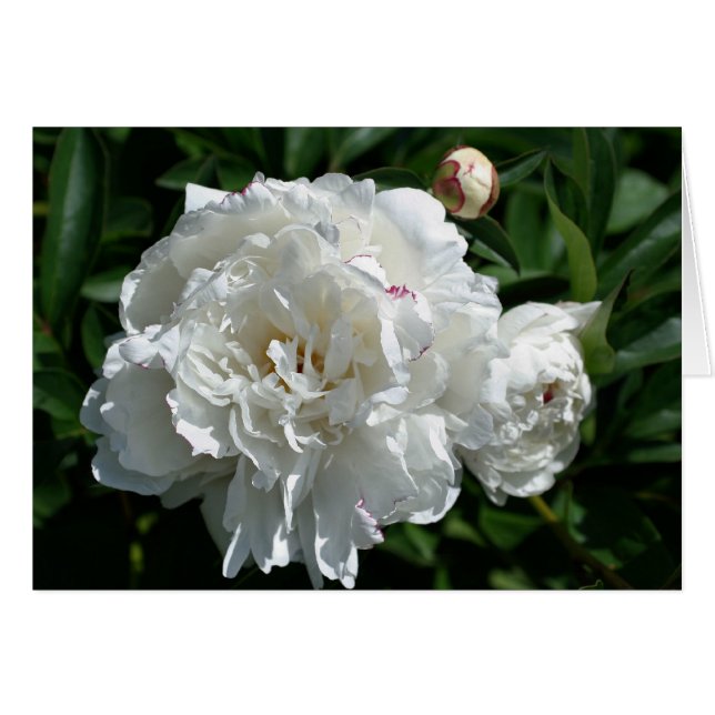 Peony Phases Blomsterfotografi Card OBS Kort (Framsidan Horizontal)
