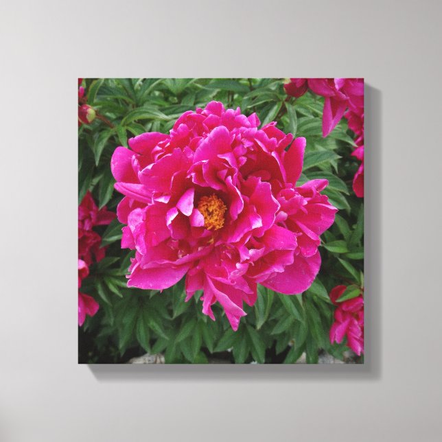 Peony Photo Print Canvas (Framsida)