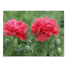 Peony Poppy Blooms Fototryck