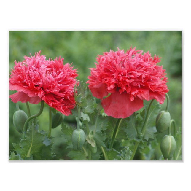 Peony Poppy Blooms Fototryck (Framsidan)
