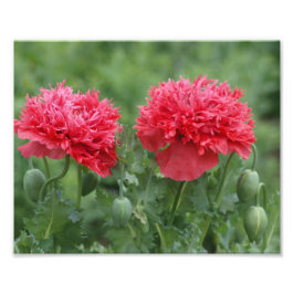 Peony Poppy Flower i Bloom Fototryck