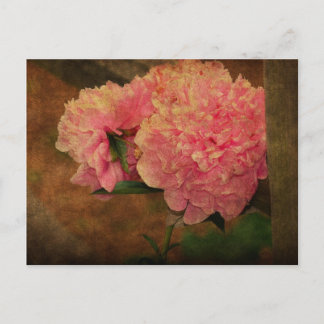 Peony PostCard Vykort