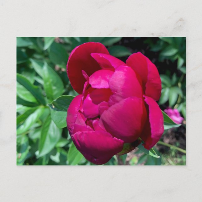 Peony Postcard Vykort (Framsida)