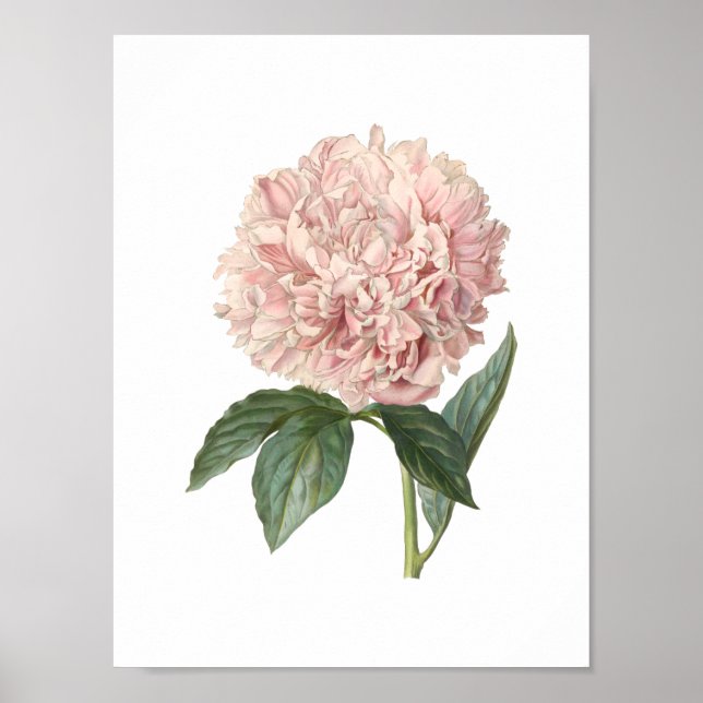 Peony Poster (Framsidan)