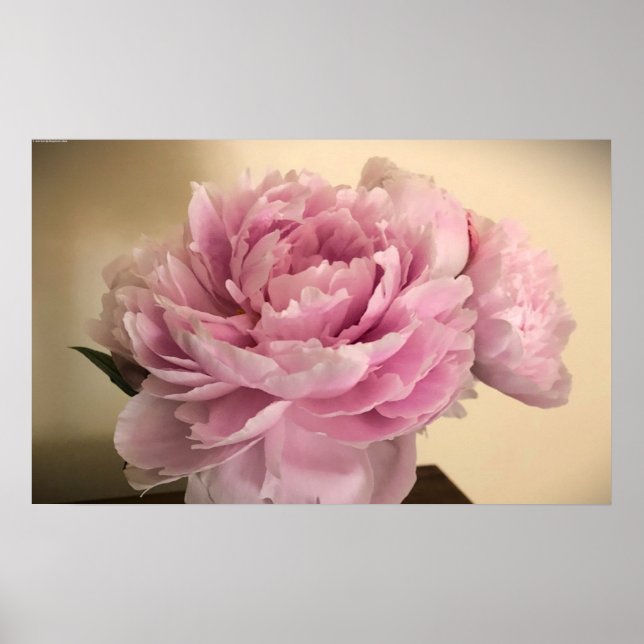 Peony Poster (Framsidan)