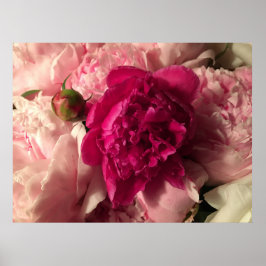 Peony Poster
